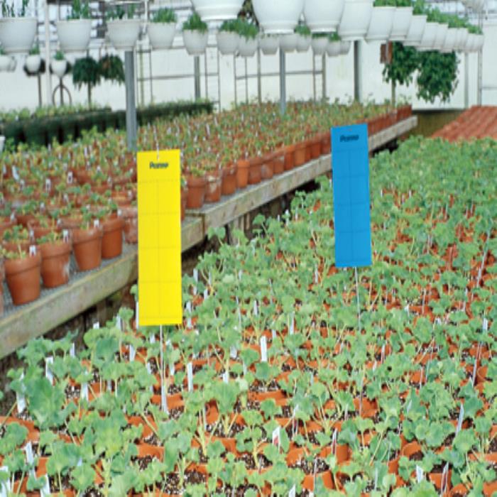 Garden Blue Insect Sticky Trap